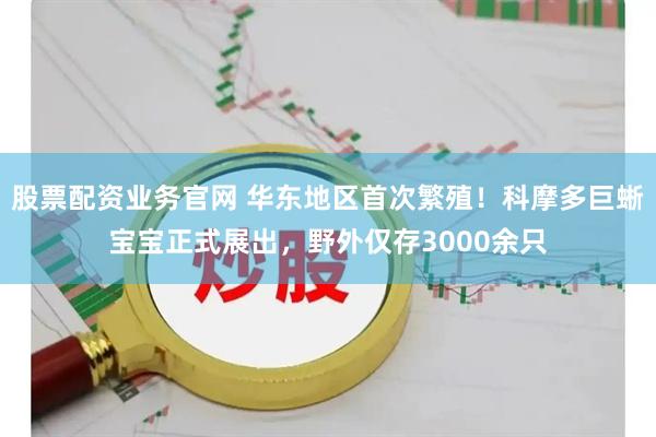 股票配资业务官网 华东地区首次繁殖！科摩多巨蜥宝宝正式展出，野外仅存3000余只