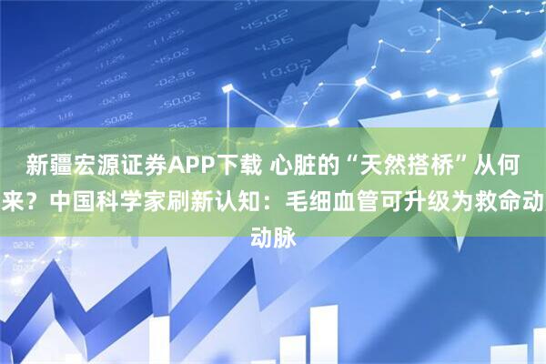 新疆宏源证券APP下载 心脏的“天然搭桥”从何而来？中国科学家刷新认知：毛细血管可升级为救命动脉
